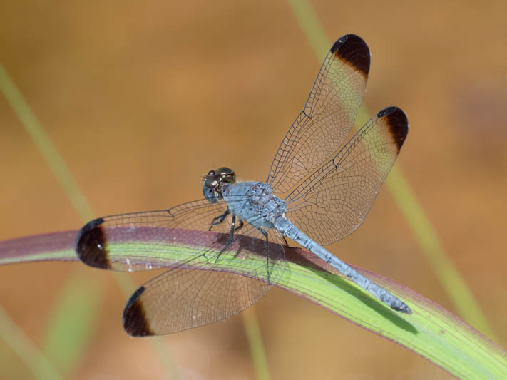 Uracis imbuta (Tropical Woodskimmer) male.jpg